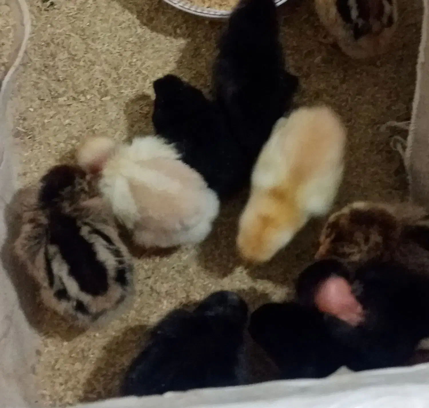 جوجه مرغ محلی|حیوانات مزرعه|یاسوج, |دیوار