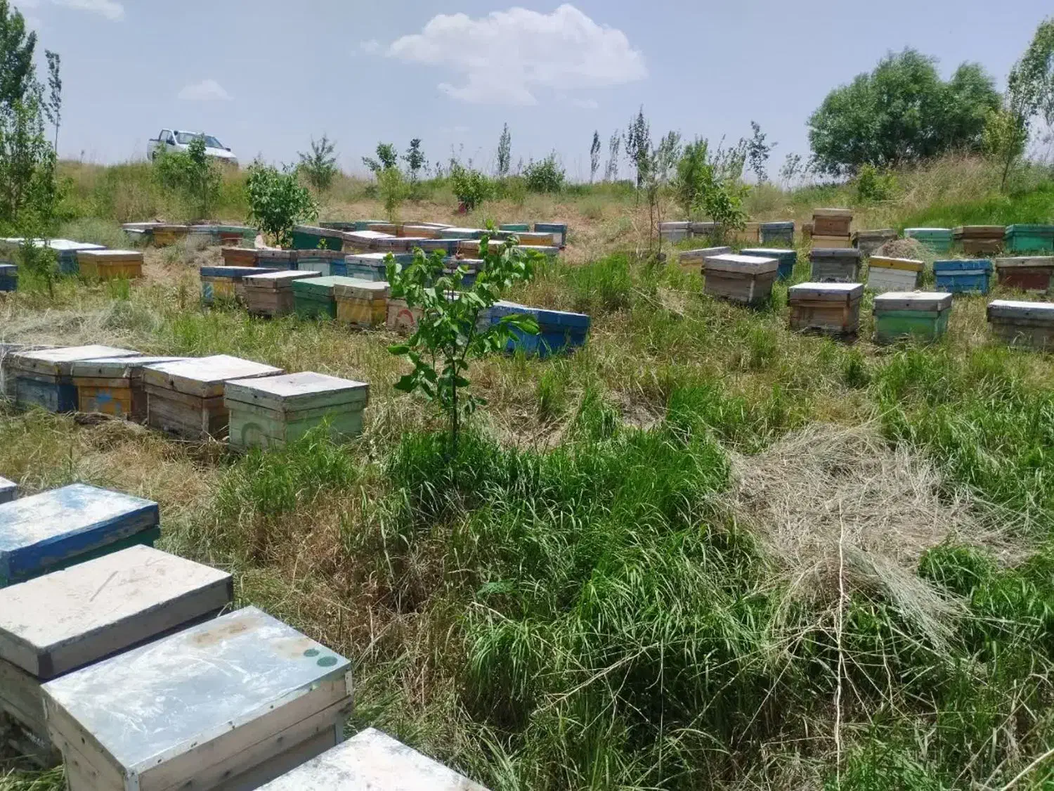 عسل طبیعی|خوردنی و آشامیدنی|قم, انصار‌الحسین|دیوار