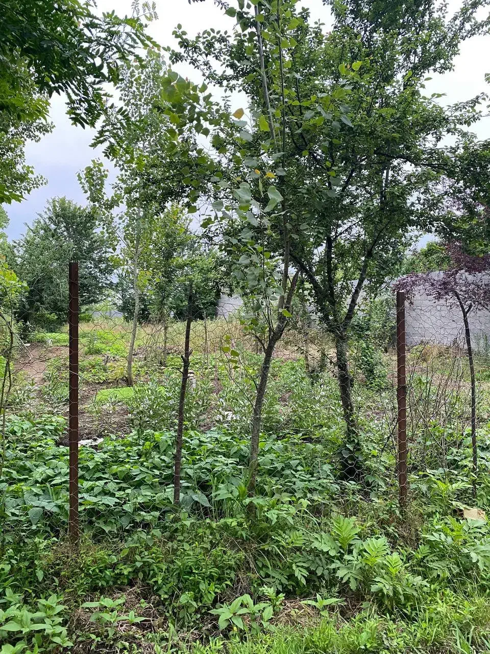 فروش زمین مسکونی|فروش زمین و ملک کلنگی|رشت, گلسار|دیوار