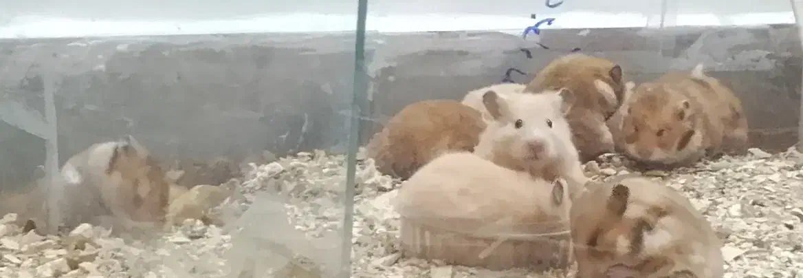 فروش استثنایی همستر همه نژادها فقط تماس|موش و خرگوش|علی‌آباد کتول, |دیوار