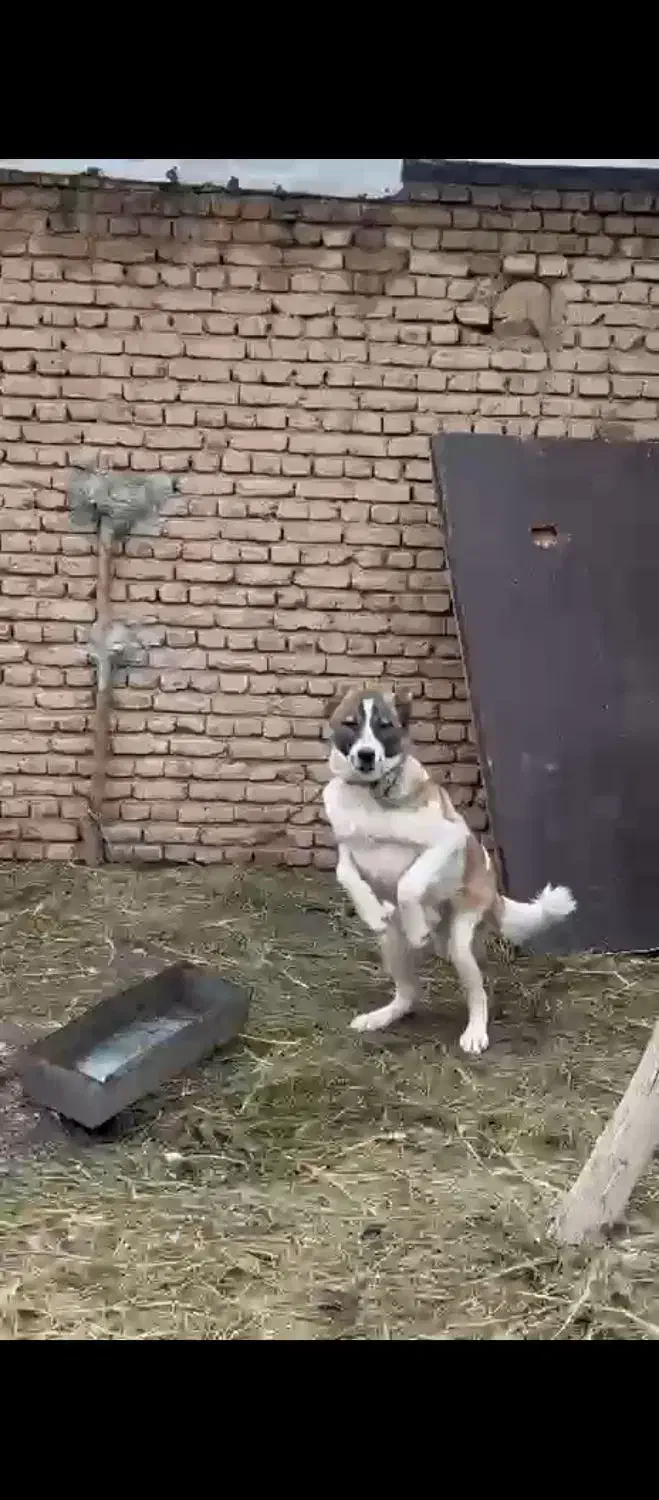 توله|سگ|سیلوانه, |دیوار