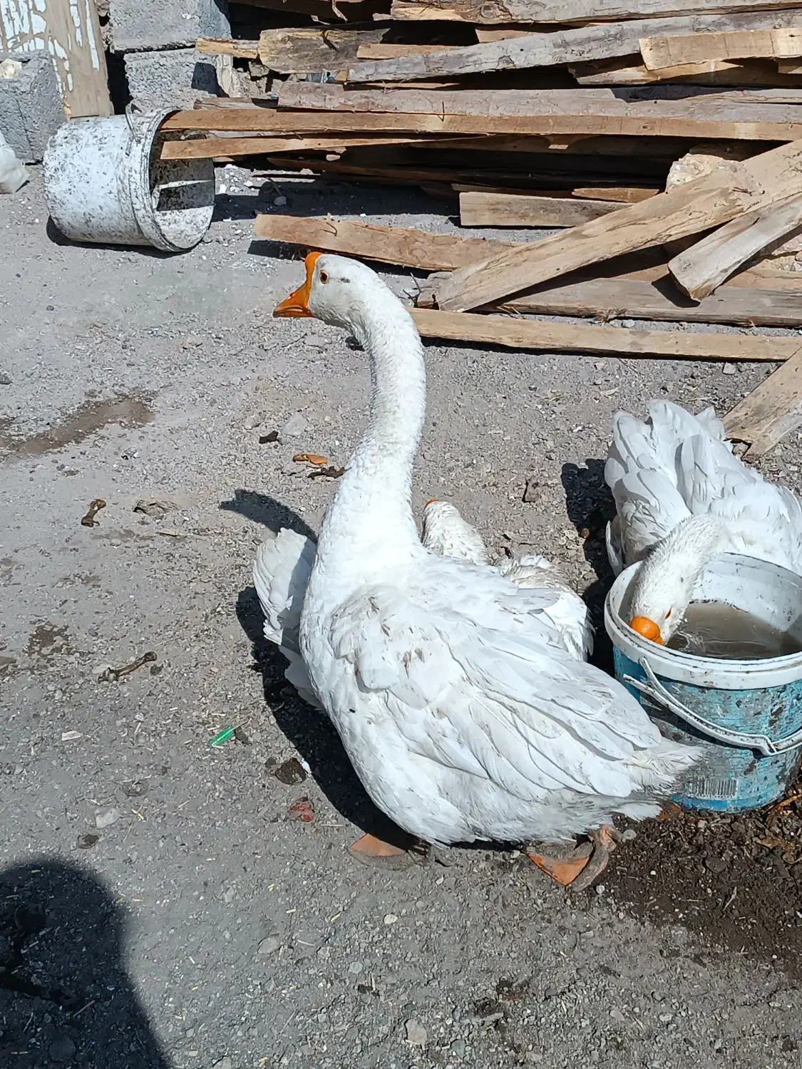 قوغاز چینی|پرنده|قزوین, |دیوار