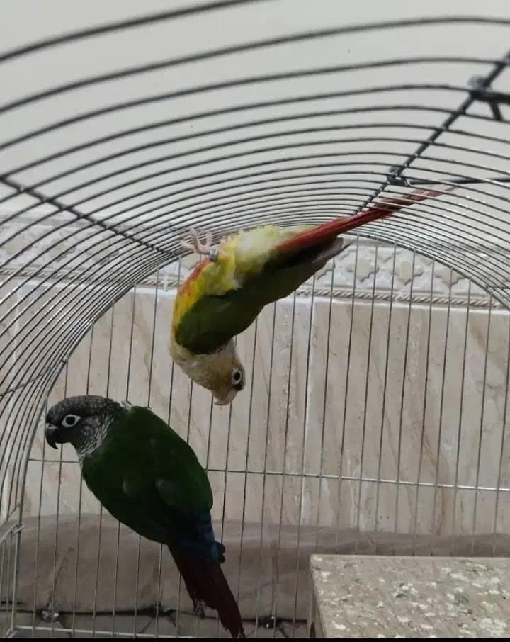 عروس هلندی مولد|پرنده|پاکدشت, پاکدشت (مامازند)|دیوار