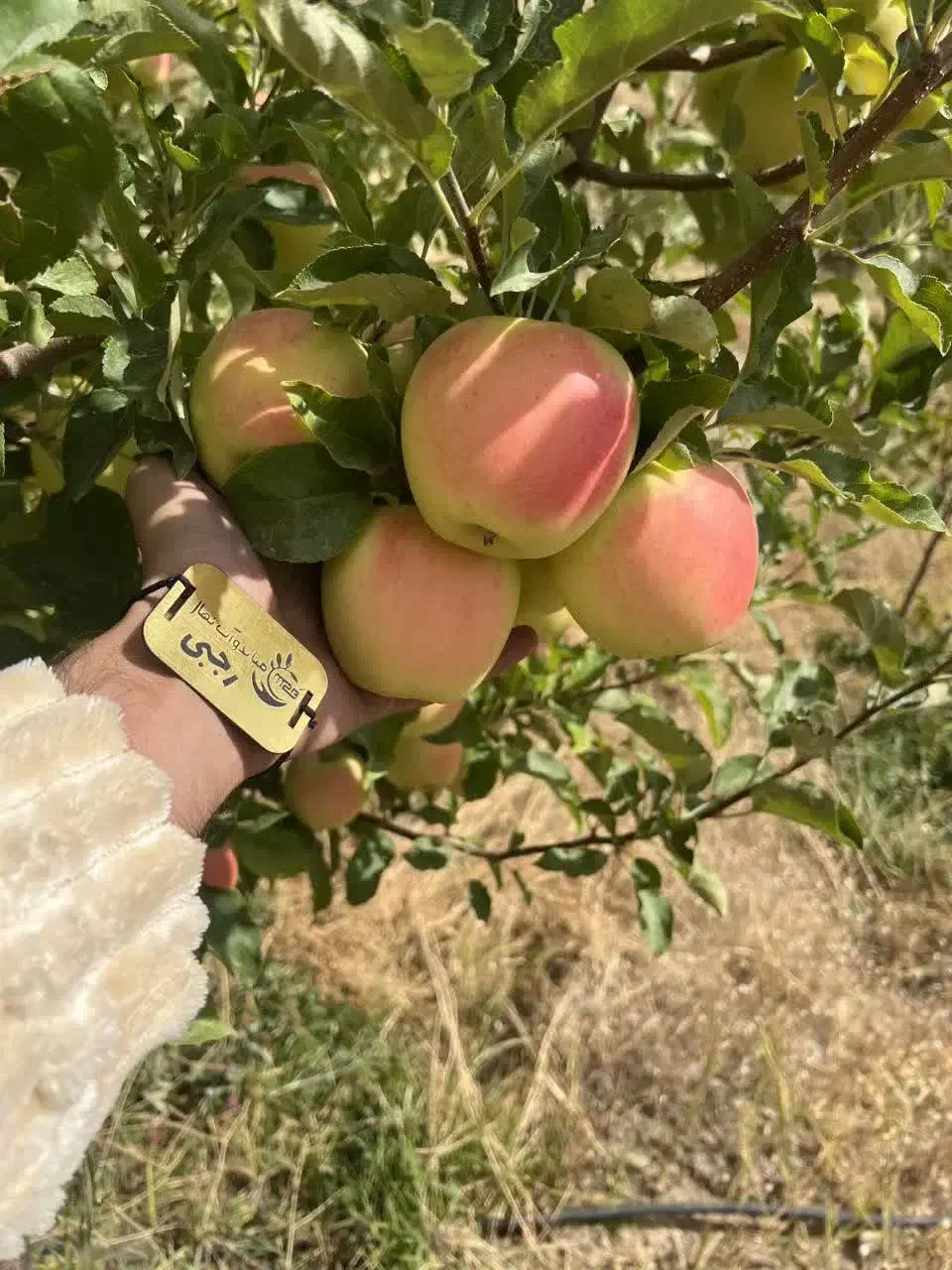 فروش نهال سیب لازا پربار|خدمات باغبانی و درختکاری|فریمان, |دیوار