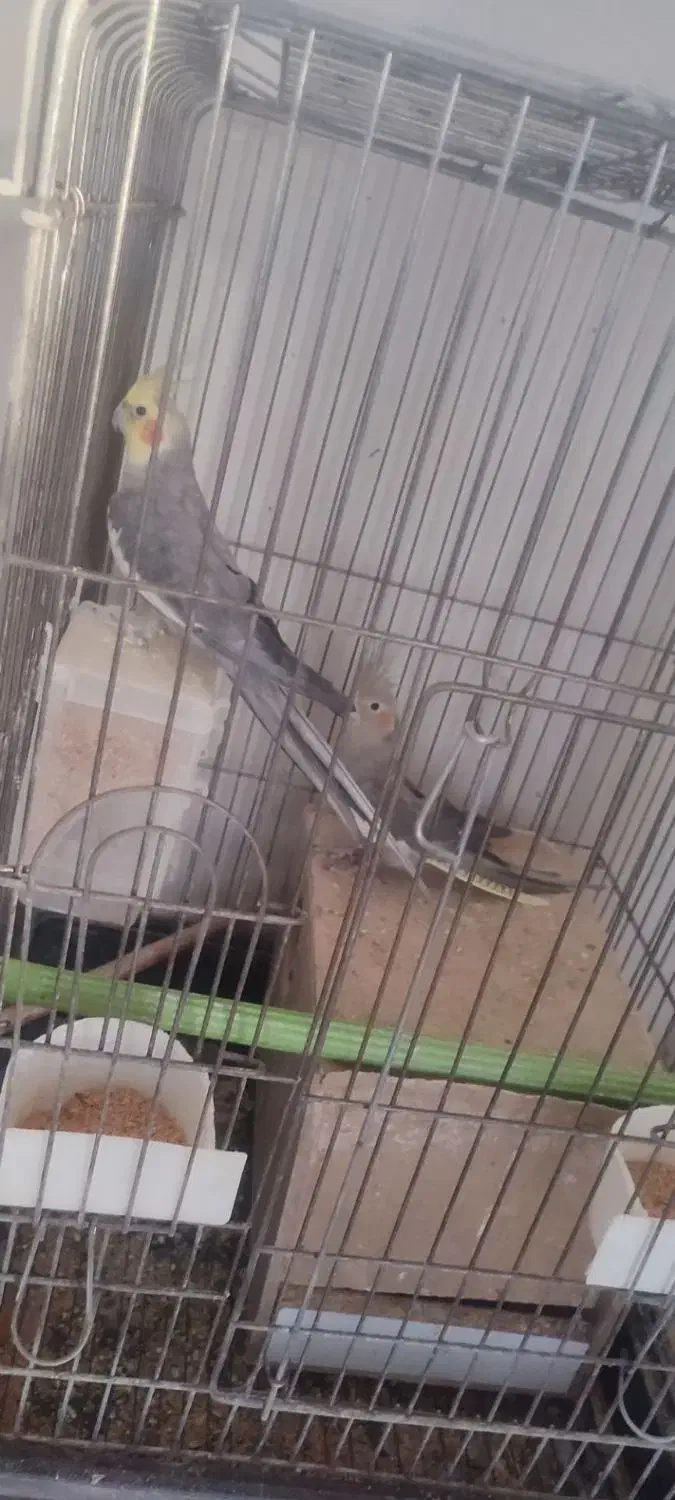 دو جفت عروس مولد فقط معاوضه با سهره نر|پرنده|پرند, فاز ۴|دیوار