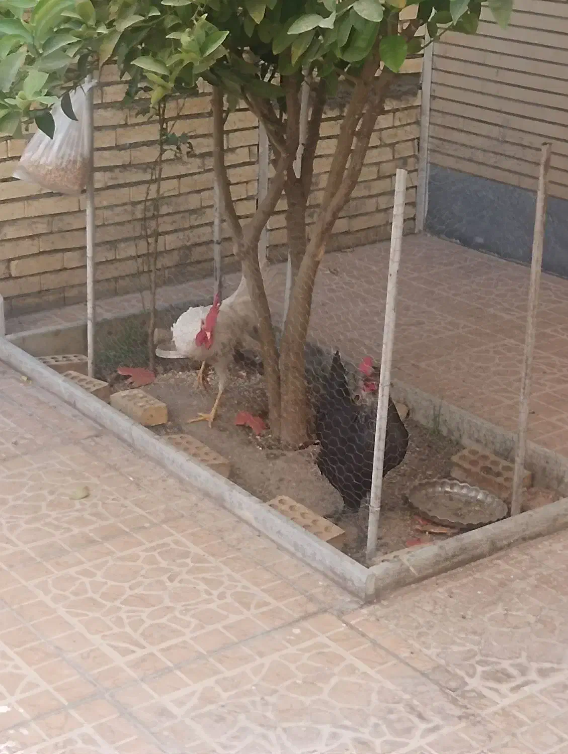 یک عدد مرغ و یک عدد خروس|حیوانات مزرعه|فولادشهر, A3|دیوار