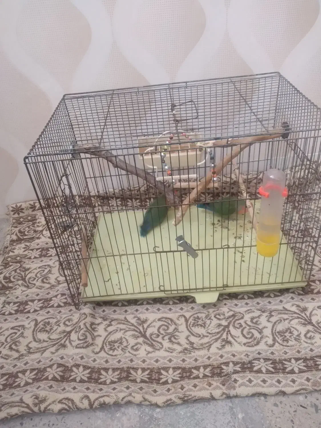 طوطی برزیلی|پرنده|اسلام‌شهر, شهرک مصطفی خمینی|دیوار