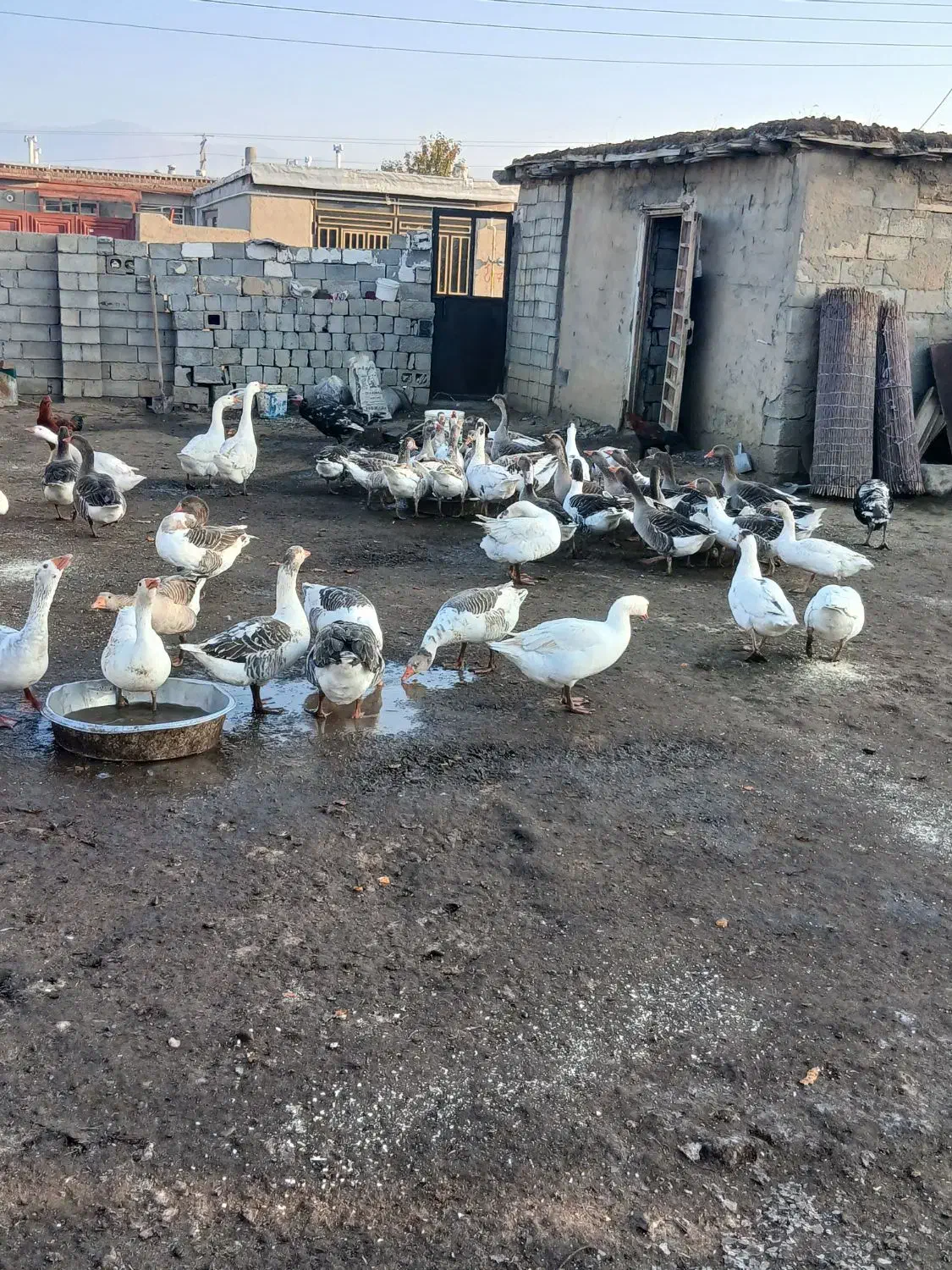 فروش غاز محلی|حیوانات مزرعه|پیرانشهر, |دیوار