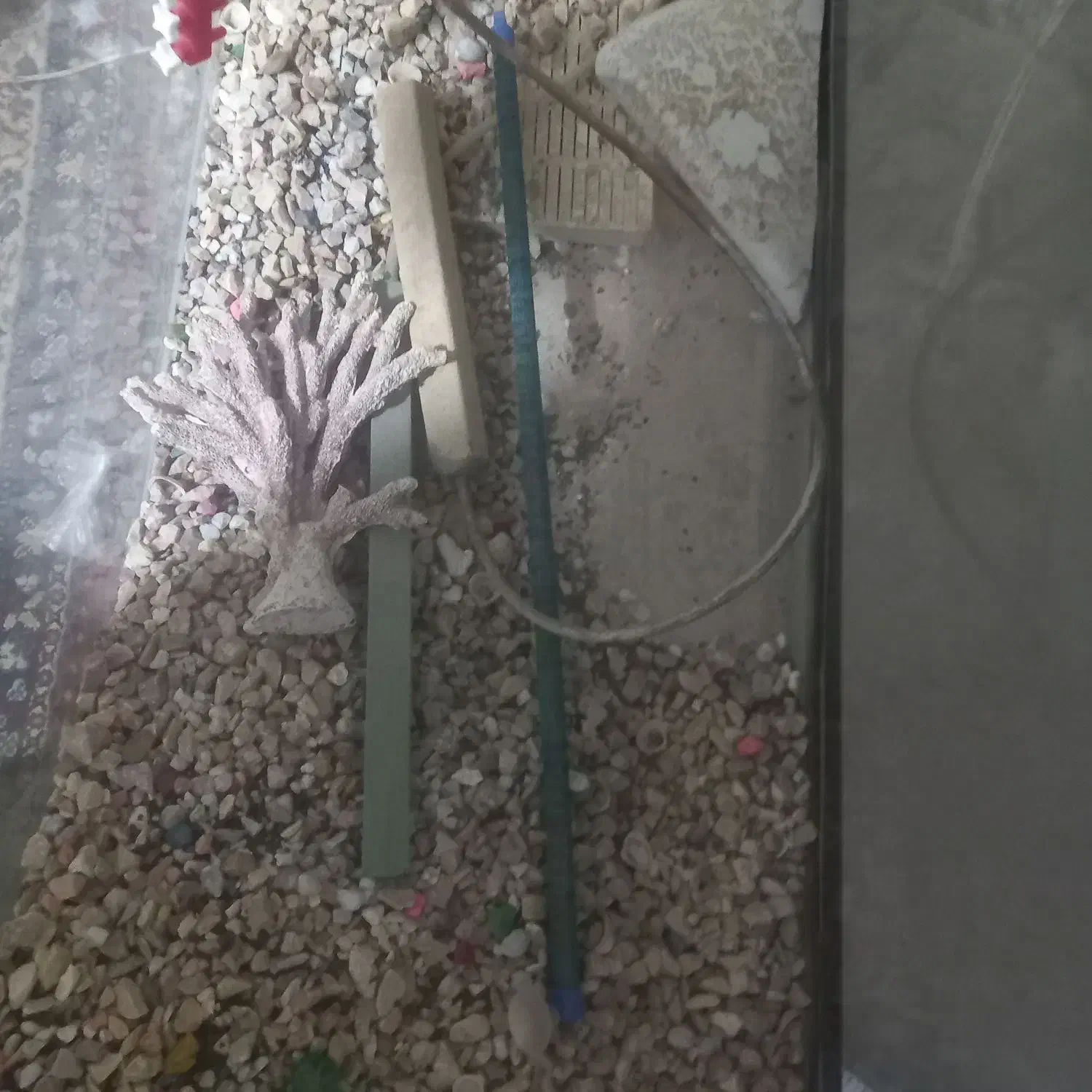 یک عدد آکواریوم باتمام مخلفات بفروش می رسد|ماهی|جزنیک, |دیوار