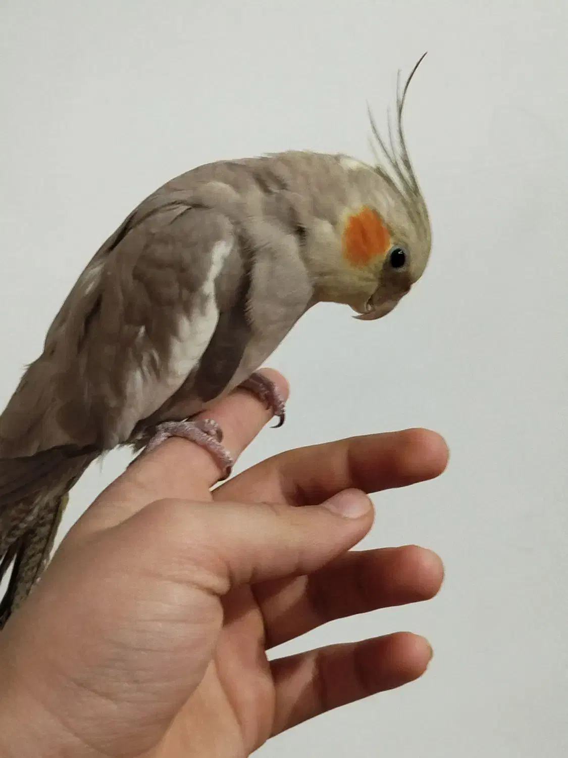 جفت عروس هلندی فول اهلی با قفس|پرنده|ارومیه, |دیوار