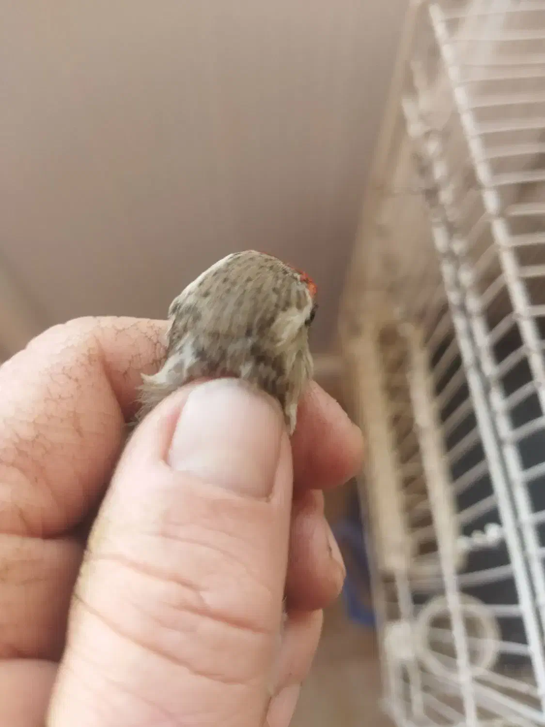 سهره ماده دورگ خشکل|پرنده|رباطکریم, مسکن مهر آبشناسان|دیوار