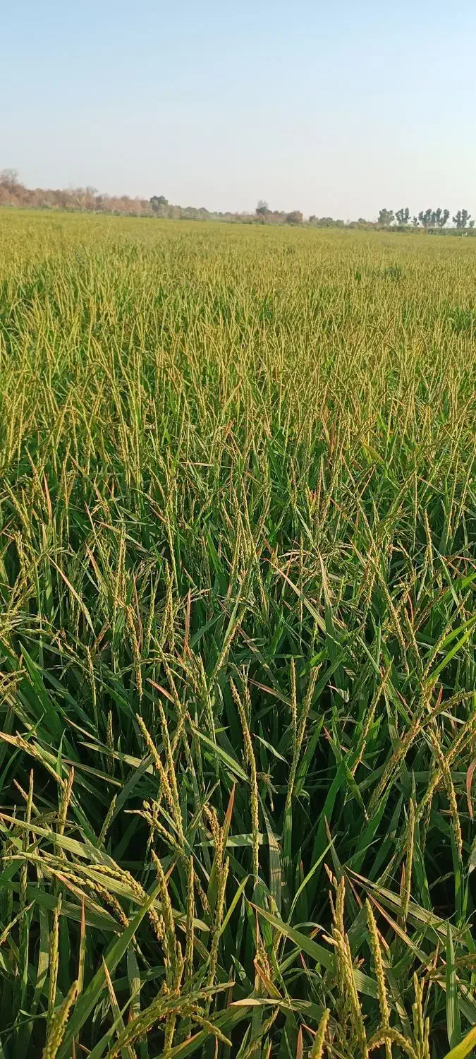 شلتوک|خوردنی و آشامیدنی|کوهنجان, |دیوار