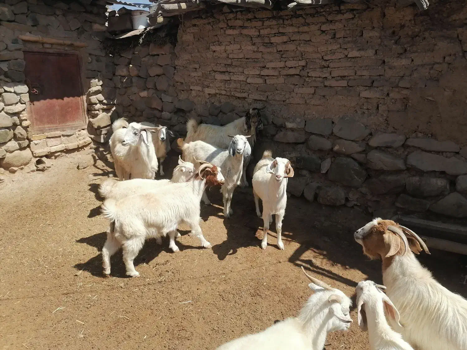 بز دورگ پاکستانی شیری|حیوانات مزرعه|بافت, |دیوار