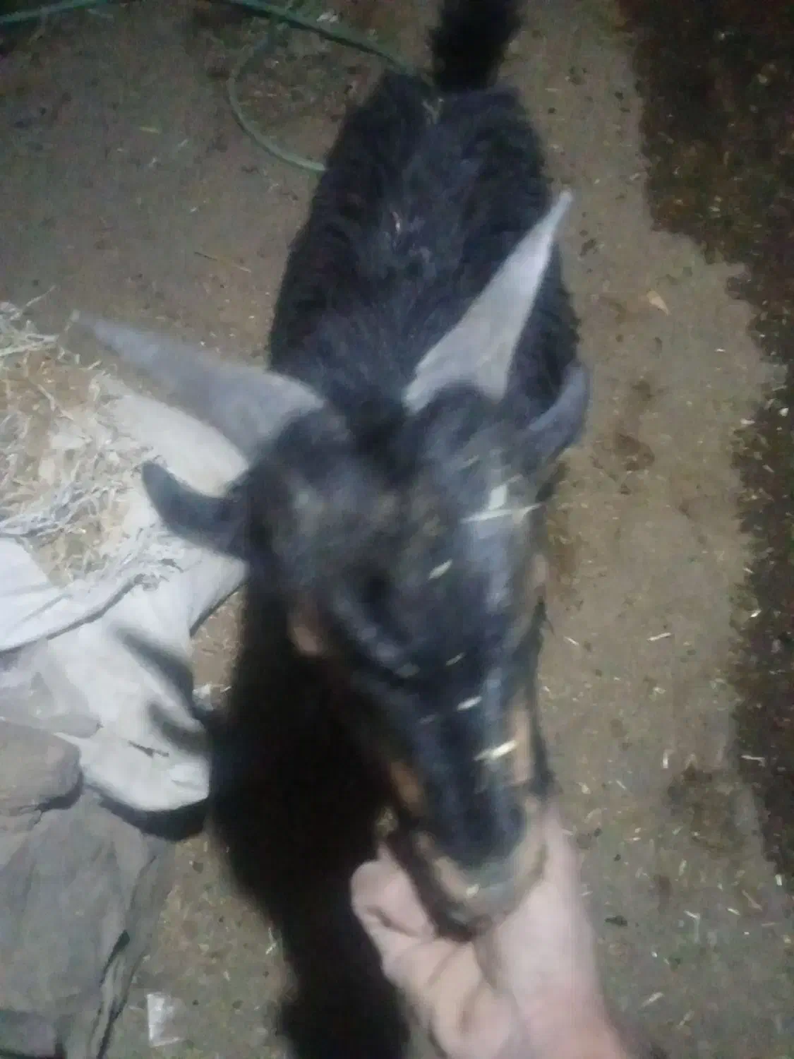 میش گلونی وکهره نرتخمی|حیوانات مزرعه|درودزن, |دیوار