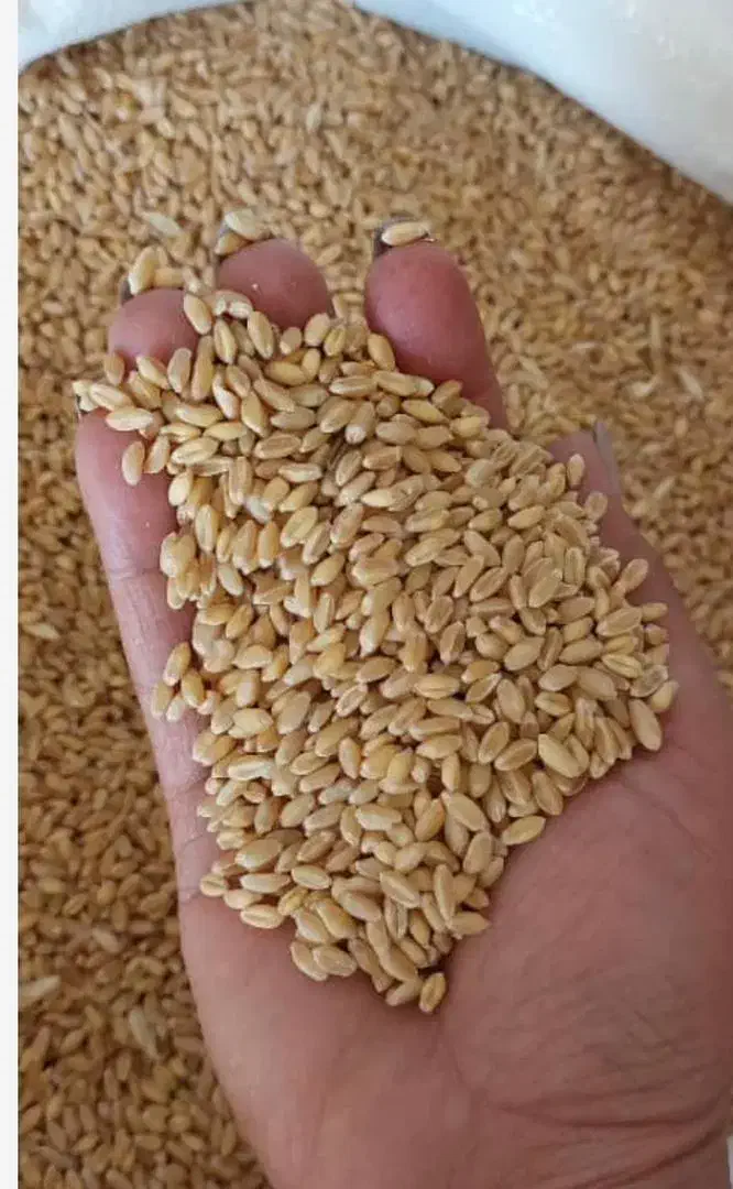 گندم بذری آبی بگراس|خدمات باغبانی و درختکاری|شازند, |دیوار