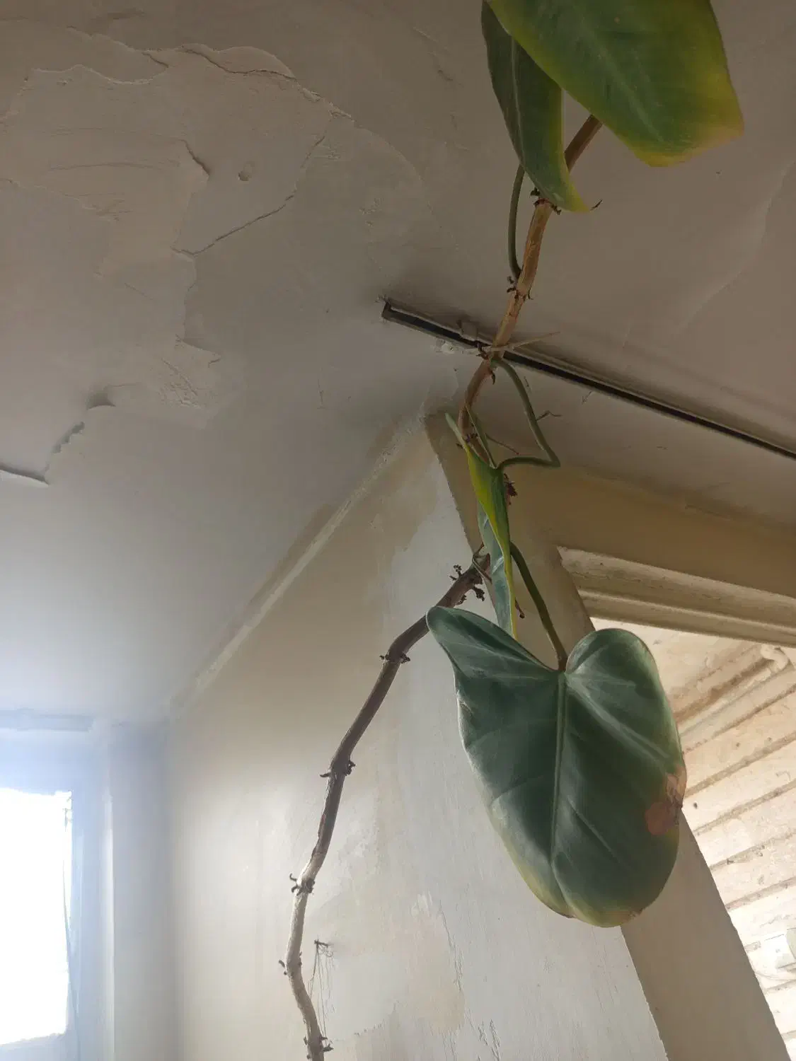 گل طبیعی خیلی بزرگ|گل و گیاه طبیعی|فردیس, ثابتی|دیوار