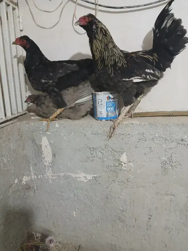 خروس|پرنده|سنندج, |دیوار