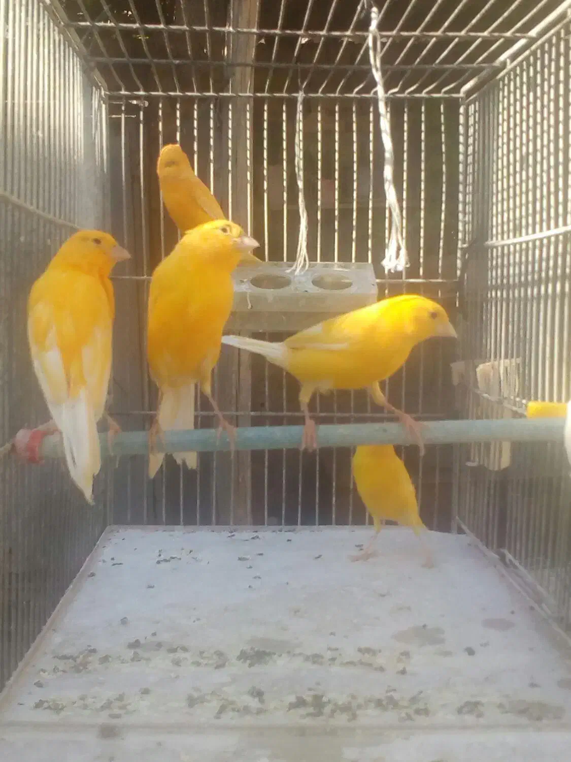 تعدادی قناری|پرنده|مرودشت, ابوذر جنوبی|دیوار