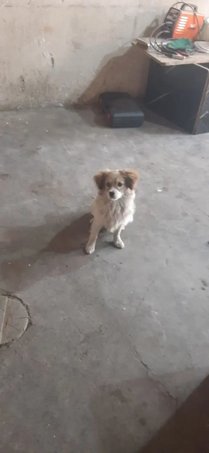 سگ شیتزو باهوش|سگ|پاکدشت, خاتون آباد|دیوار