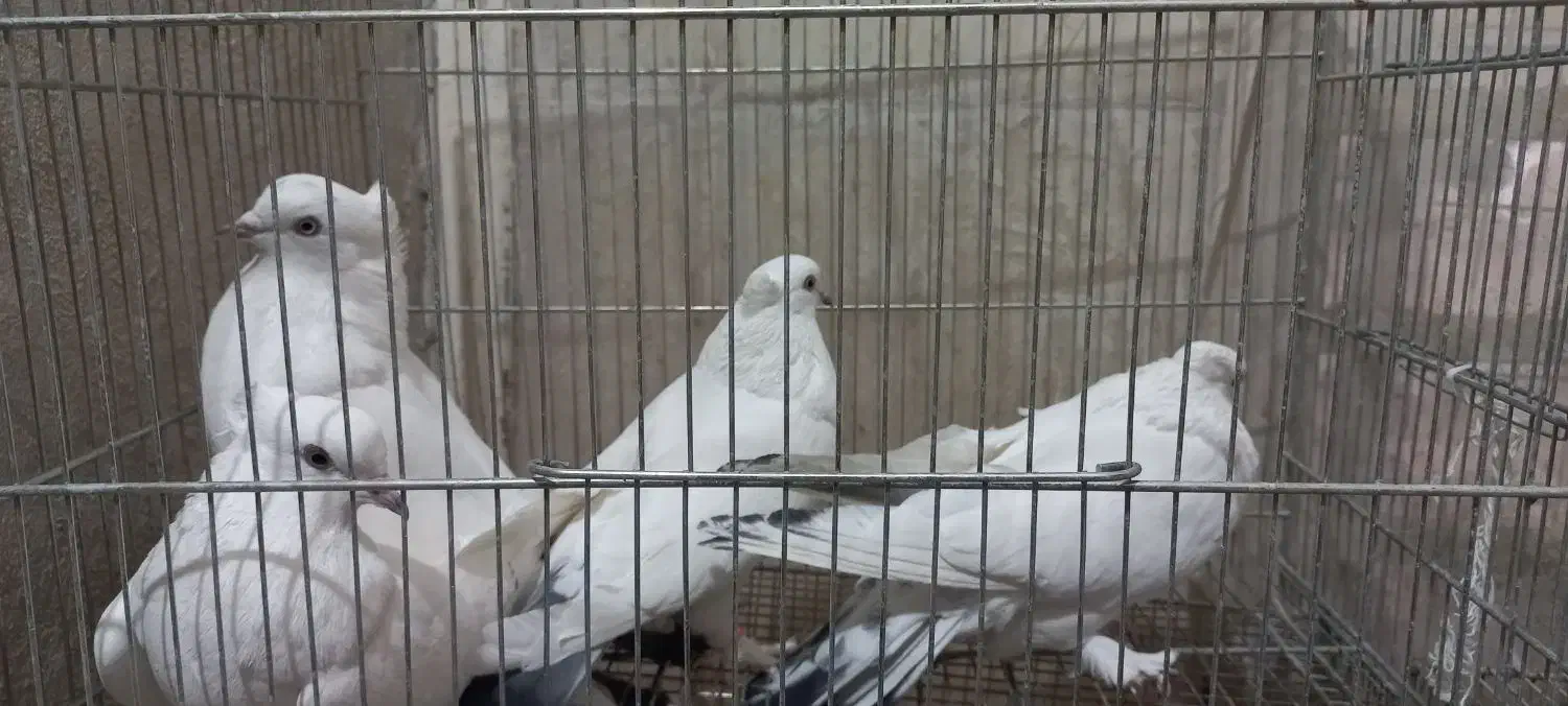 کبوتر ماده|پرنده|قم, کیوانفر|دیوار