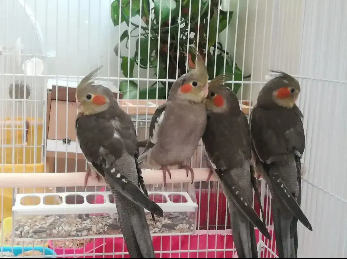 عروس هلندی دستی|پرنده|اصفهان, گلزار|دیوار