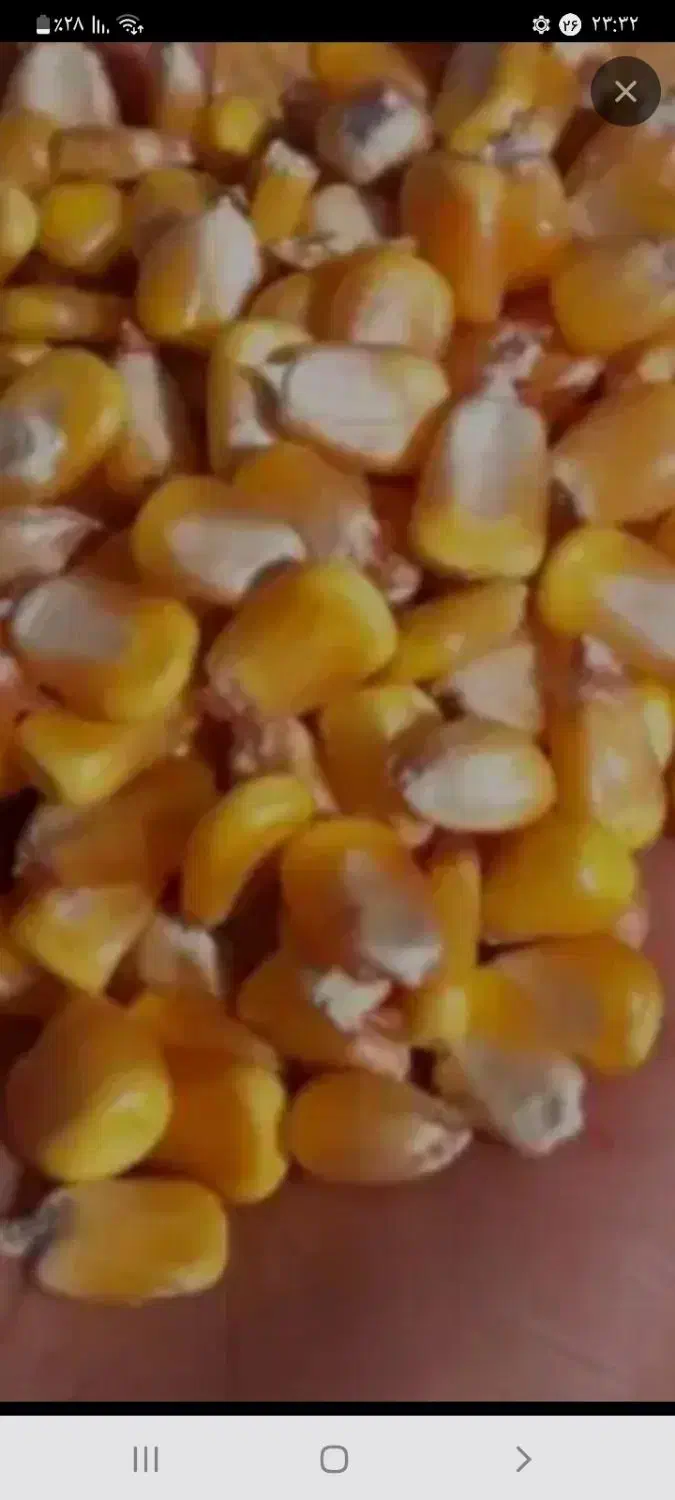 ذرت برزیل|عمده‌فروشی|ایواوغلی, |دیوار