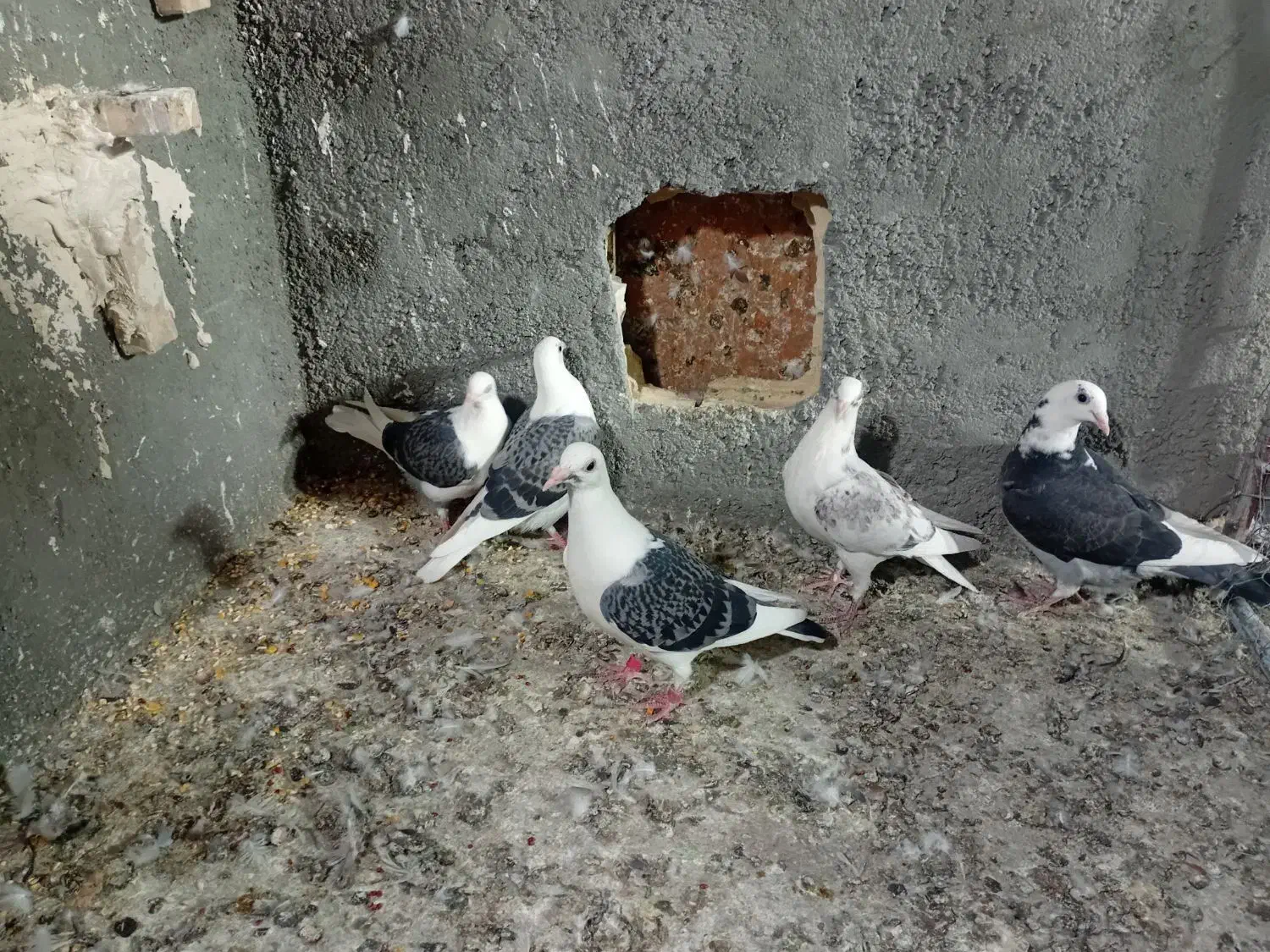 کبوتر جوجه کویتی|پرنده|تربت‌حیدریه, ترمینال|دیوار