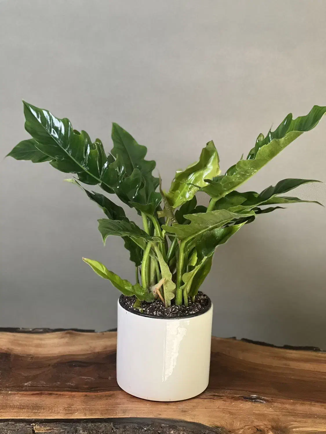 فیلندرون کنگره ای|گل و گیاه طبیعی|قم, انسجام|دیوار