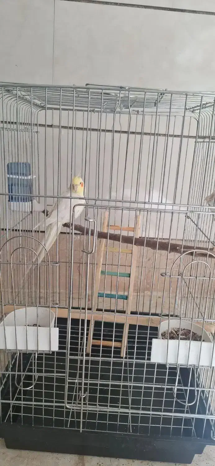 عروس هلندی|پرنده|کرج, کیانمهر|دیوار