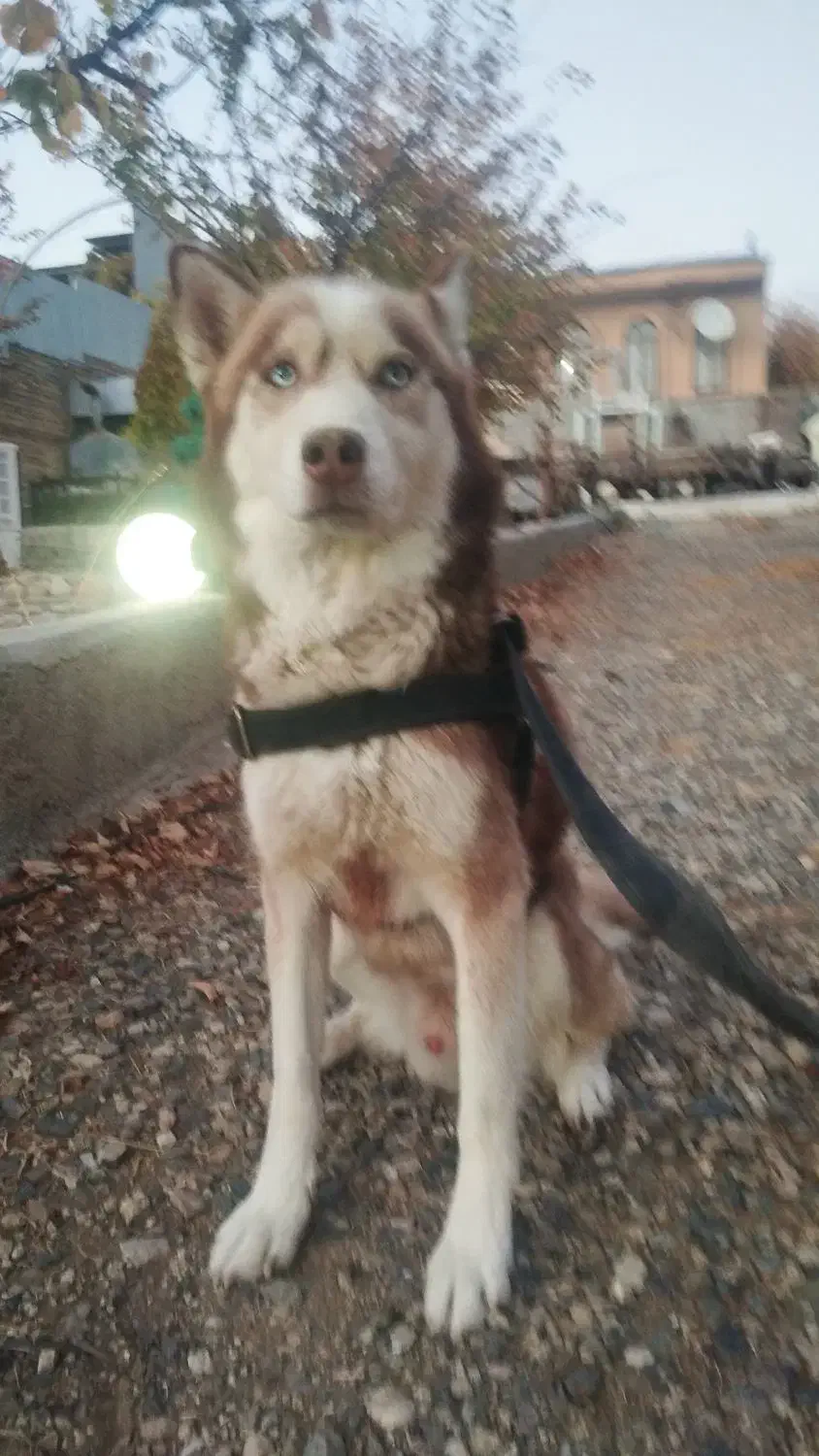 هاسکی قهوه‌ای|سگ|بروجرد, |دیوار