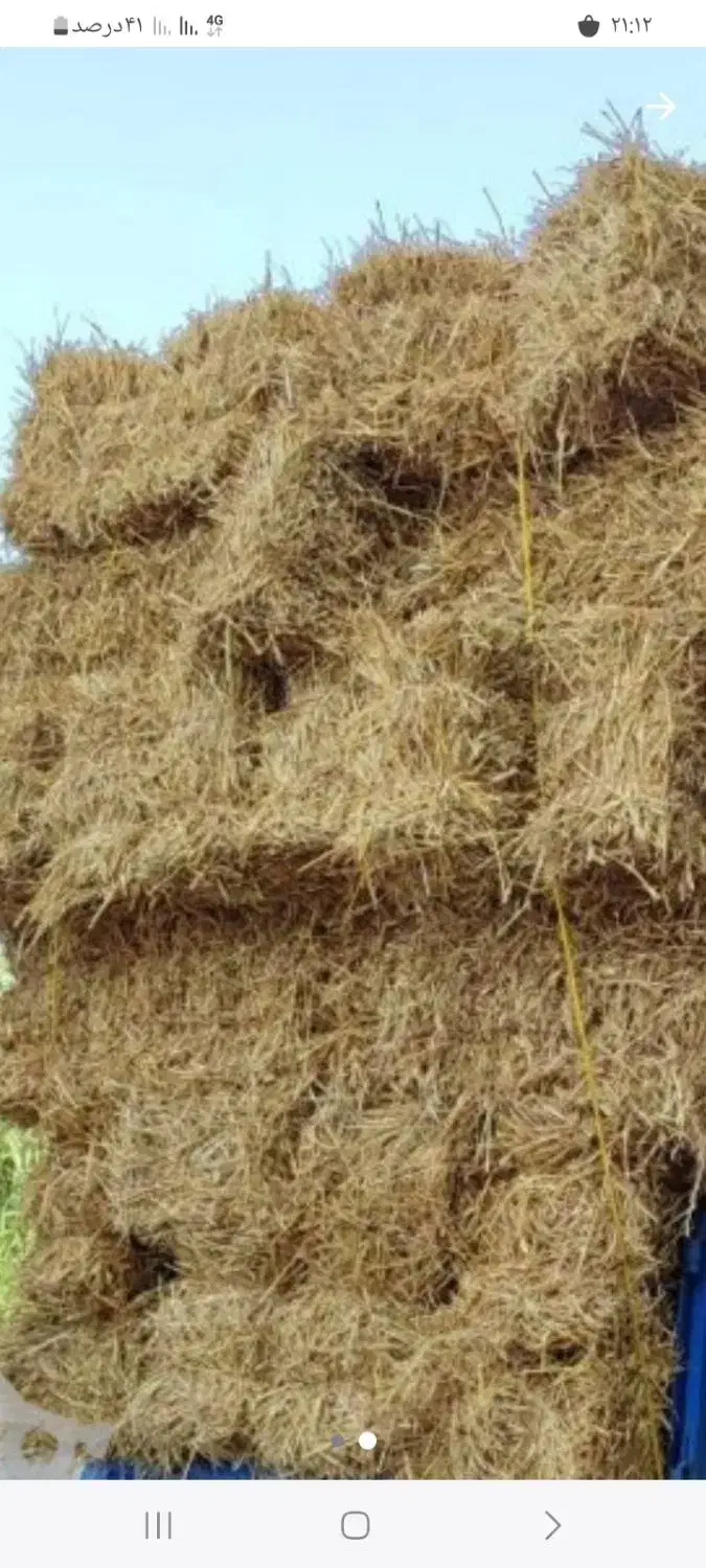 کاه شالی کشت دوم درجه یک تحویل به دامداران|عمده‌فروشی|گتاب, |دیوار