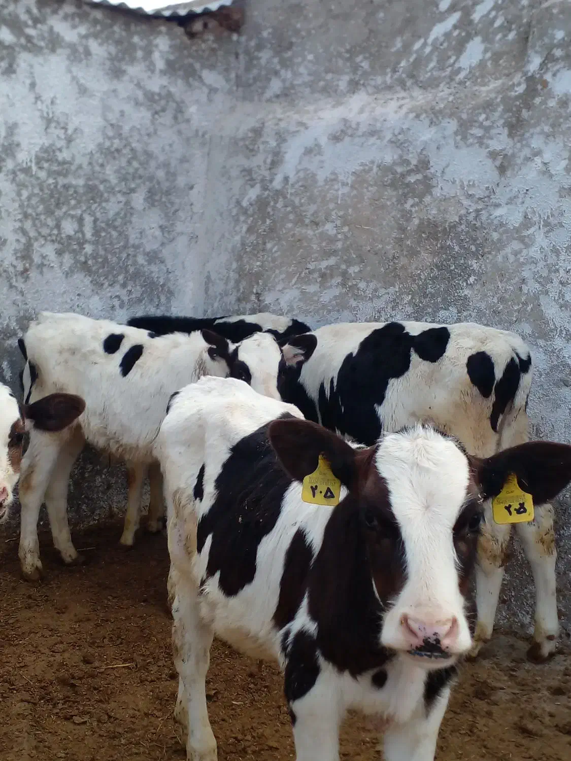 گوساله هلشتاین قطع شیر|حیوانات مزرعه|میلاجرد, |دیوار