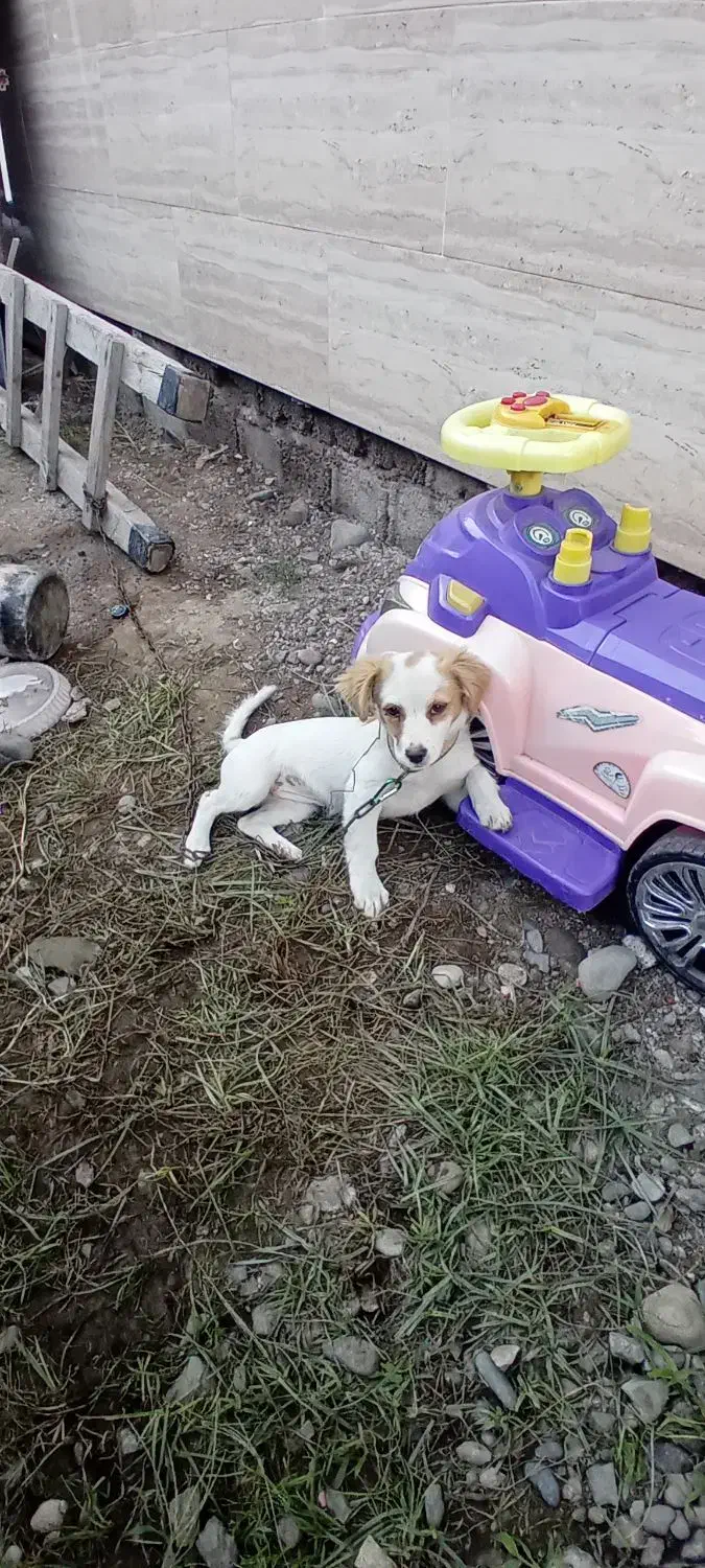 سگ پا کوتاه اشپیز|سگ|کوچصفهان, |دیوار