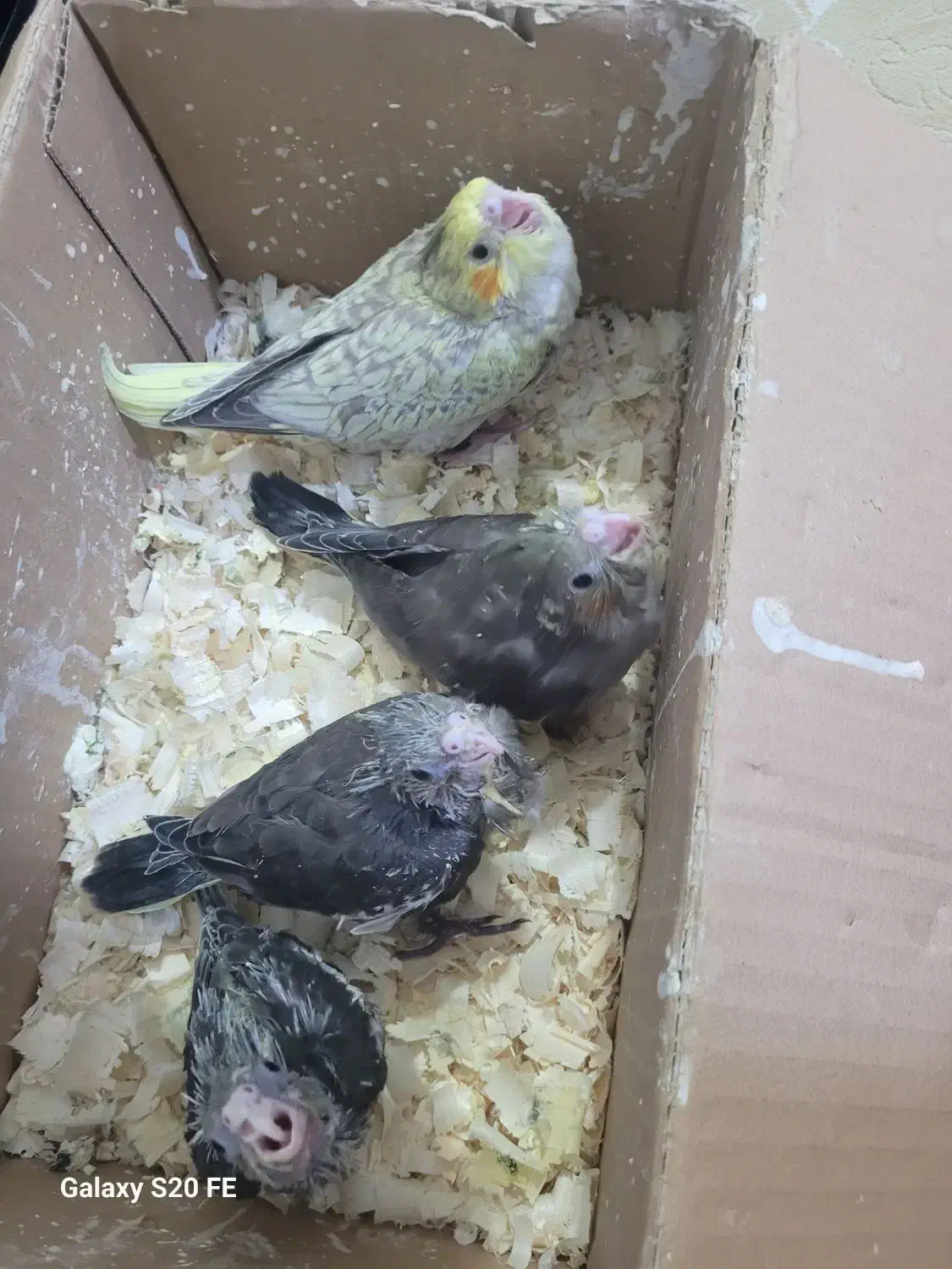 عروس سرلاکی|پرنده|ساری, |دیوار