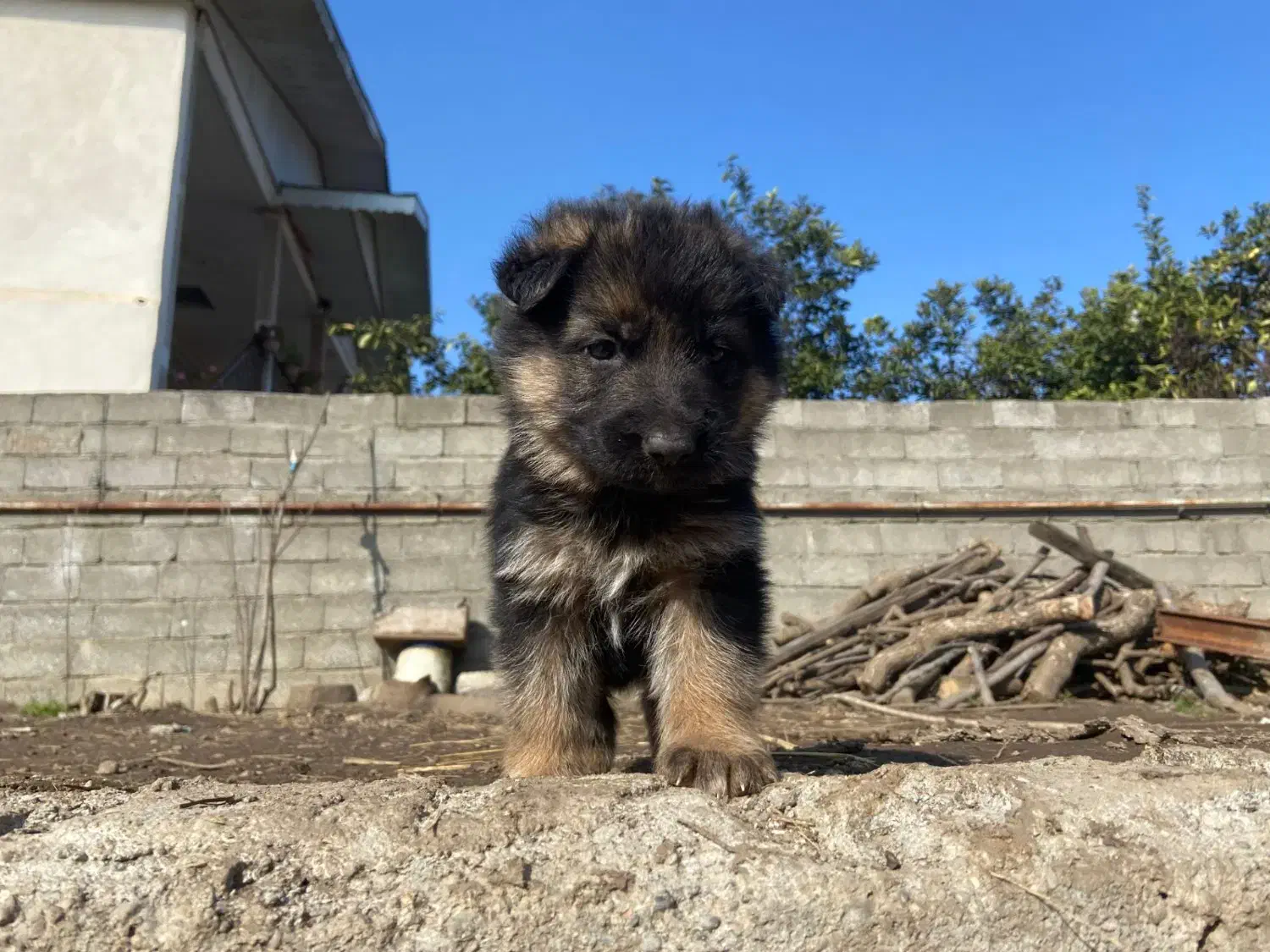 ژرمن شپرد شولاین|سگ|رشت, گلسار|دیوار