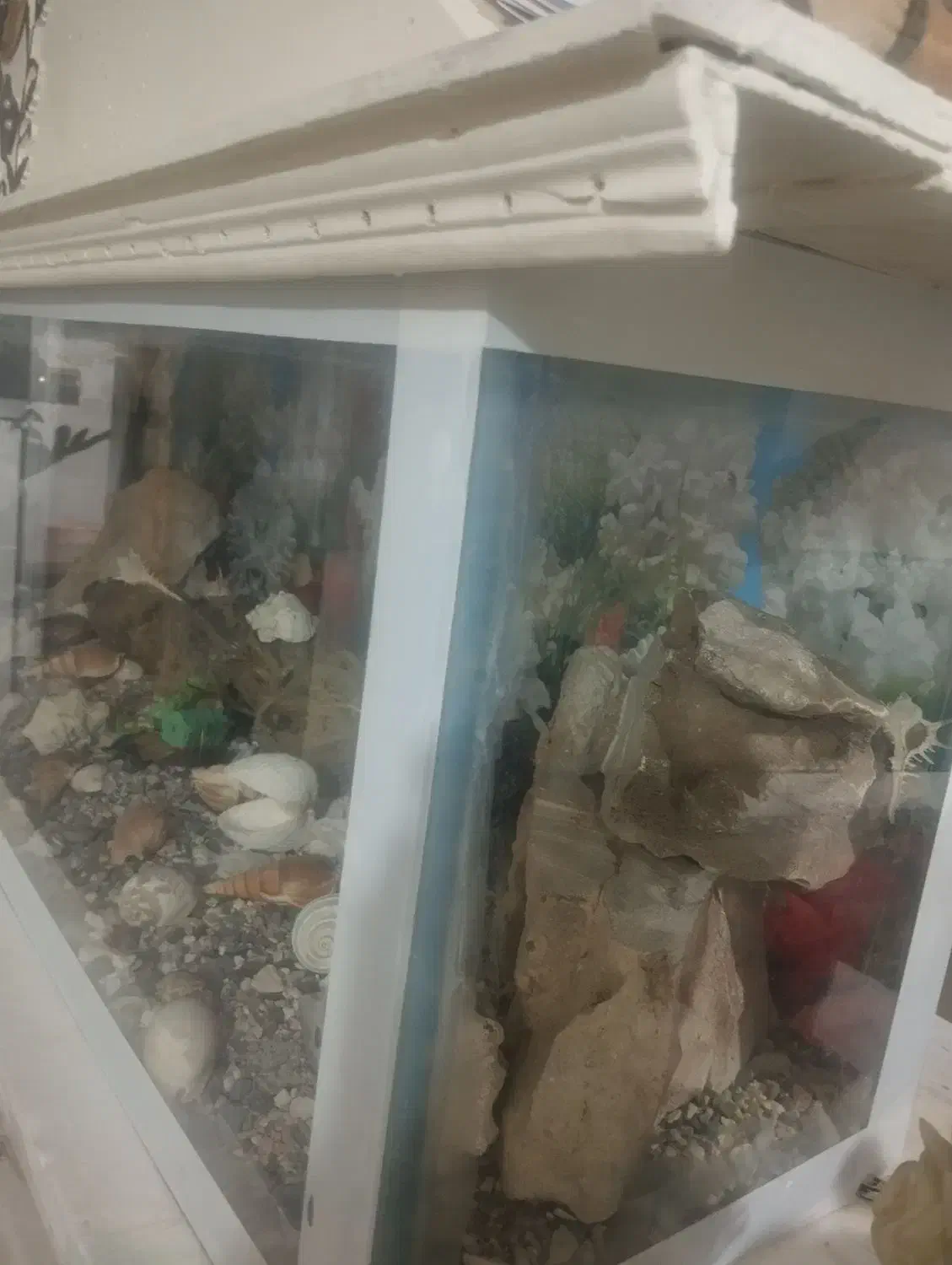 آکواریوم|ماهی|زاهدان, |دیوار