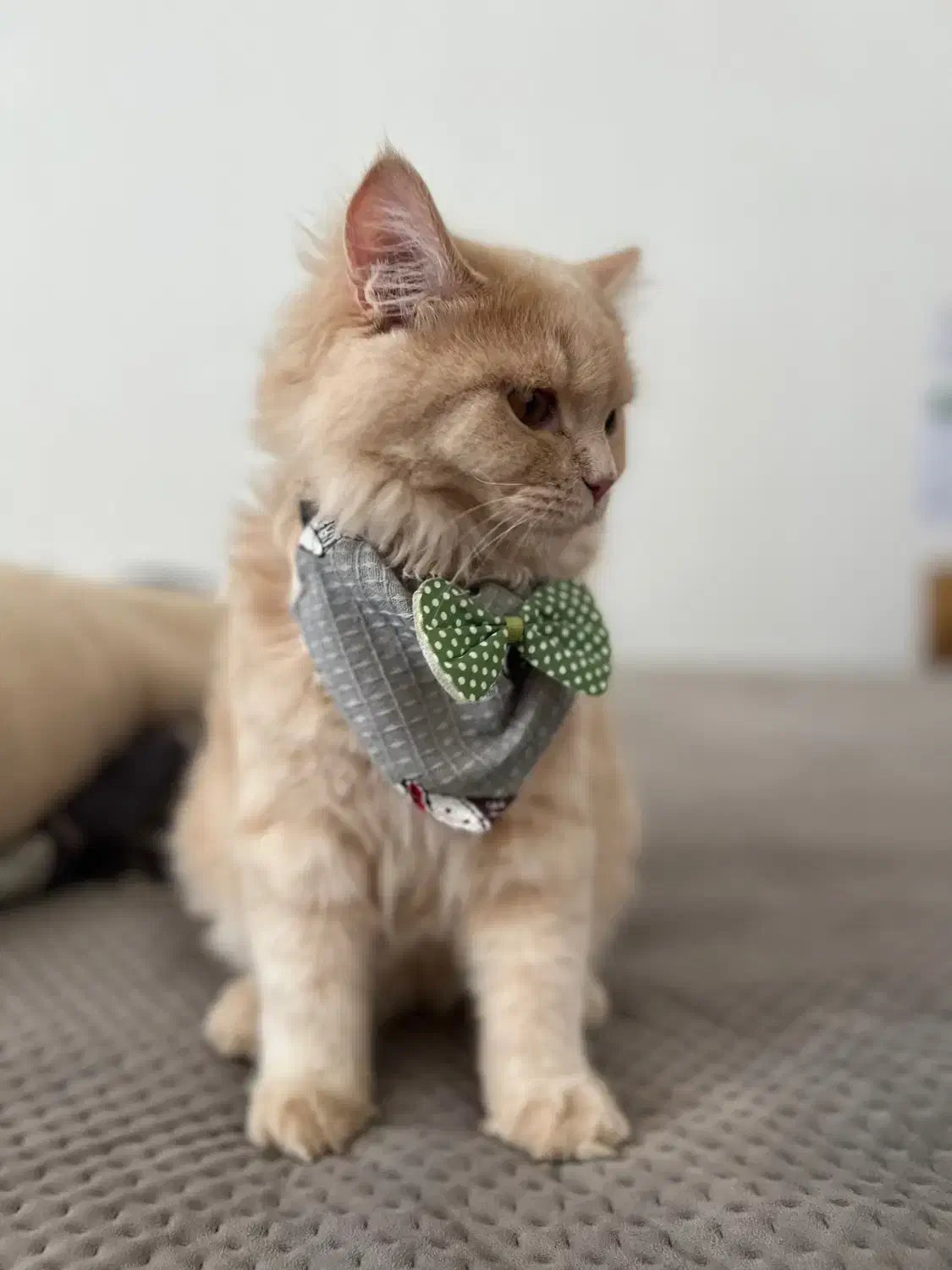 گربه پرشین ۹  ماه|گربه|بندرعباس, |دیوار