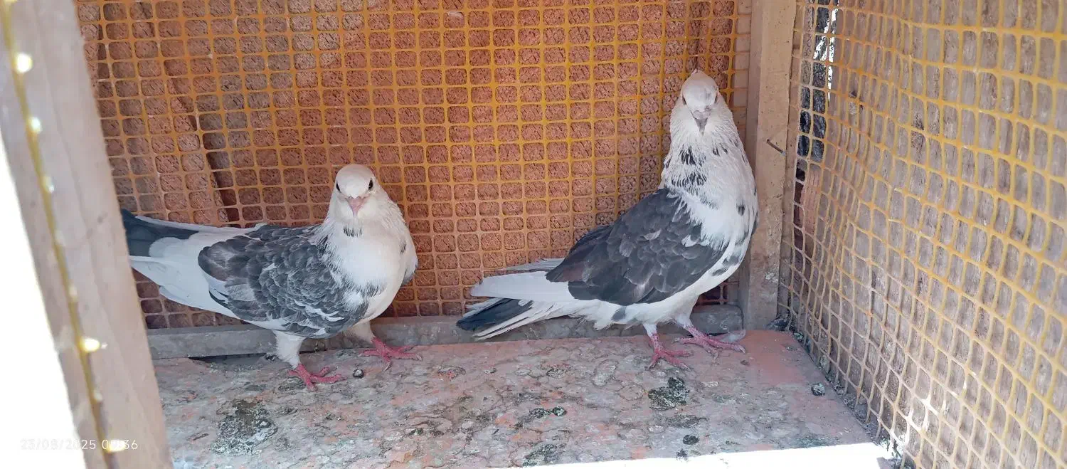 کبوتر|پرنده|سلفچگان, |دیوار