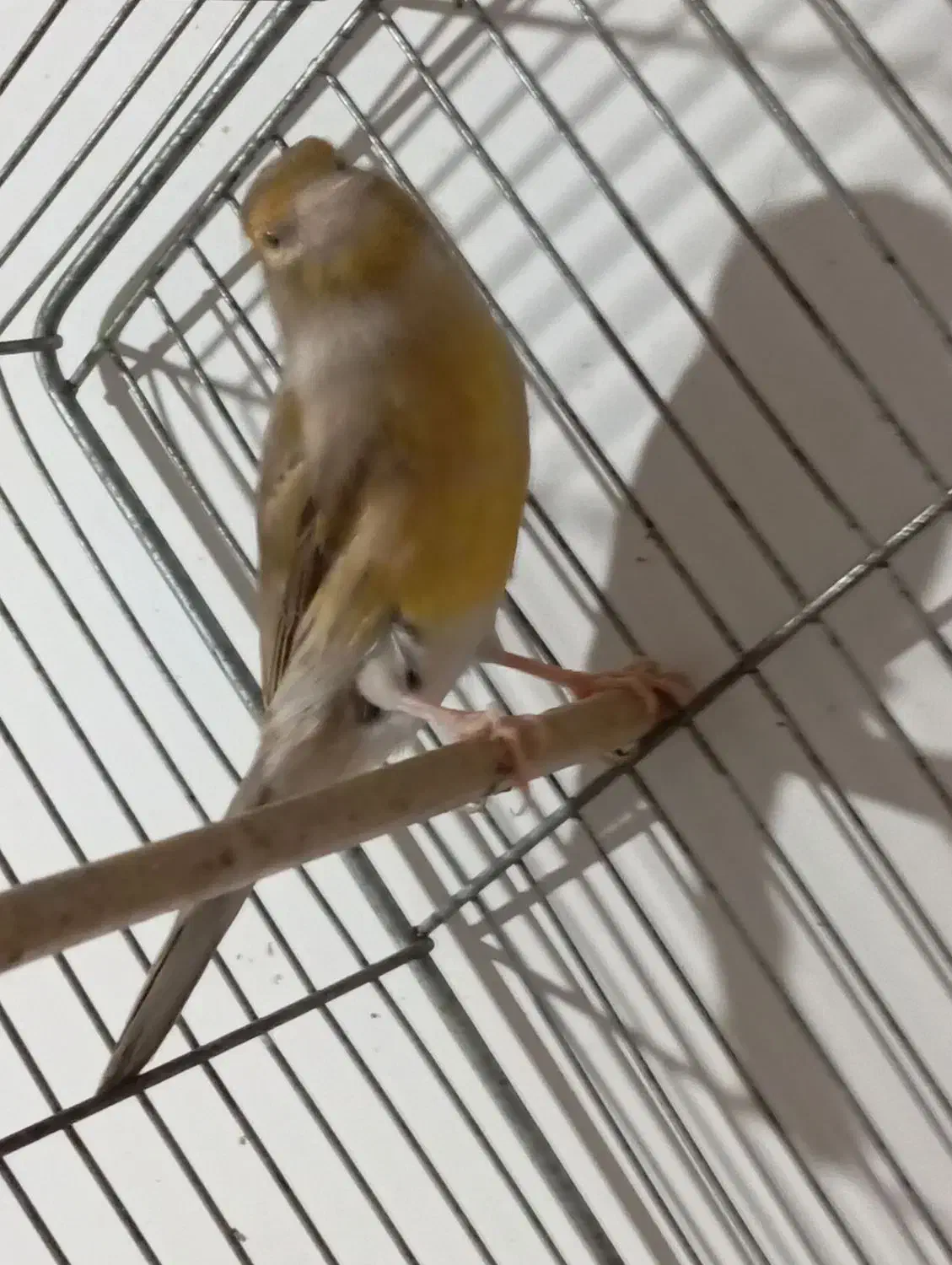 4عدد قناری|پرنده|نسیم‌شهر, |دیوار