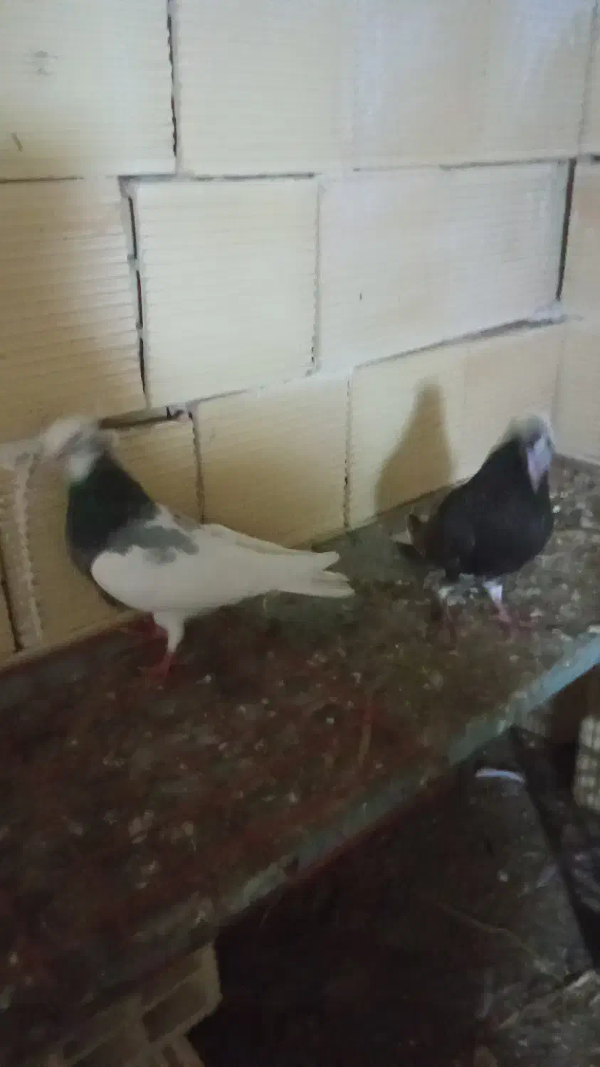 ۱۲عدد کیوتر توقی پرشی دوبر اصل به فروش|پرنده|آستارا, |دیوار