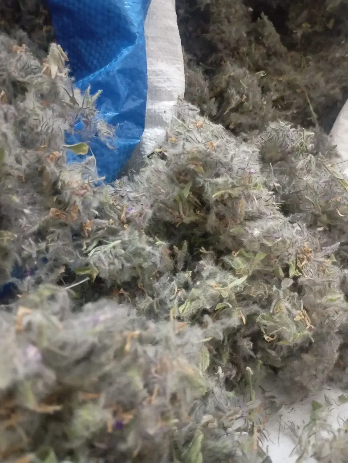 فروش اسطوخودوس و کاکوتی دمنوش گیاهی|آرایشی، بهداشتی، درمانی|پردیس, فاز ۱۱|دیوار