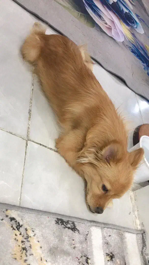 گم شده در محوطه لاله ۱۳|حیوانات|آبادان, |دیوار