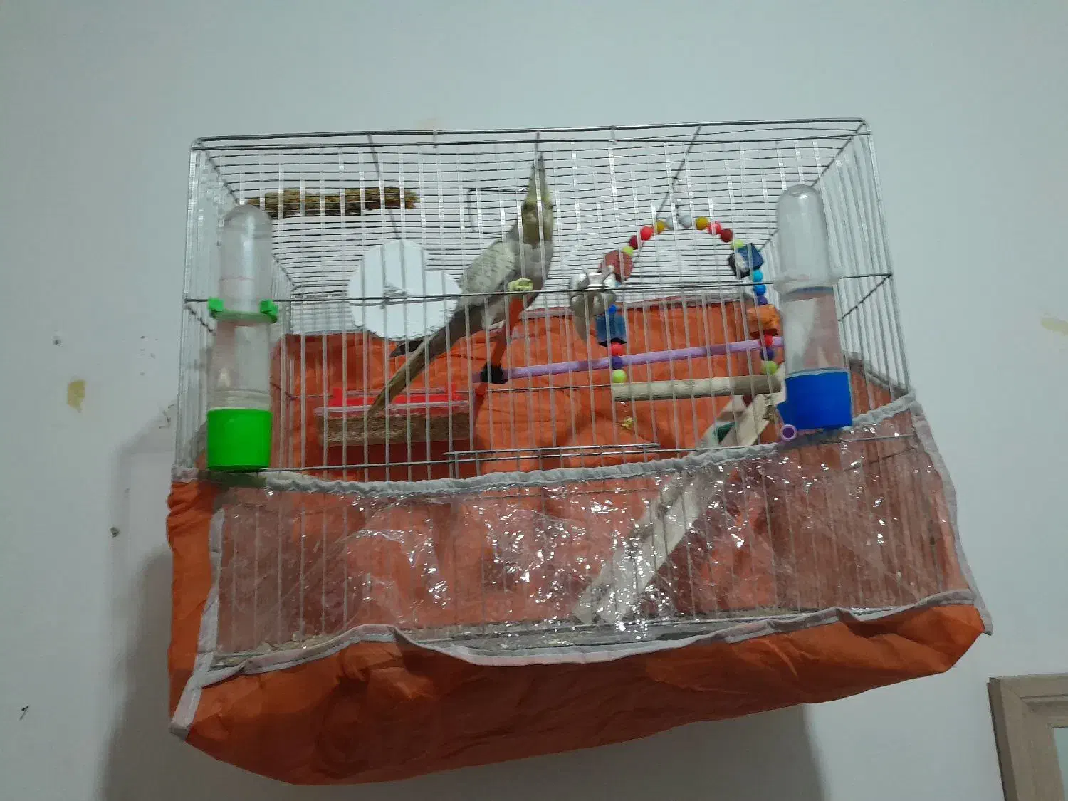 عروس هلندی با قفس یک و دویست|پرنده|خوی, |دیوار