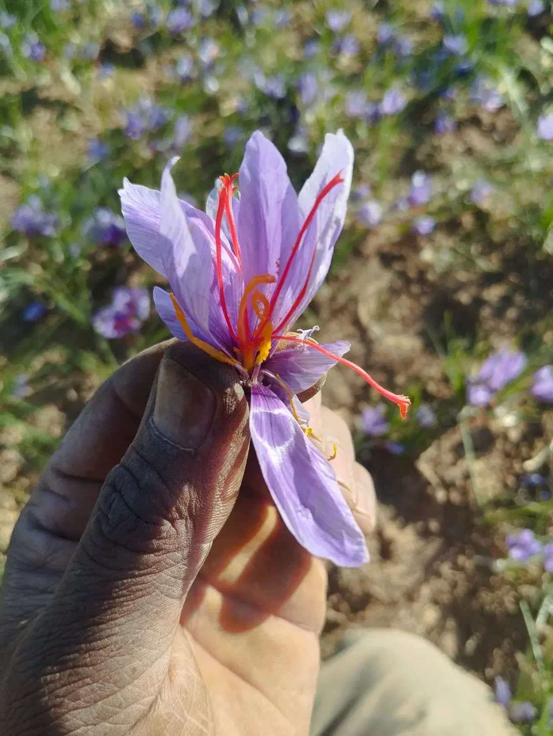 زعفران پوشال|خوردنی و آشامیدنی|تایباد, |دیوار