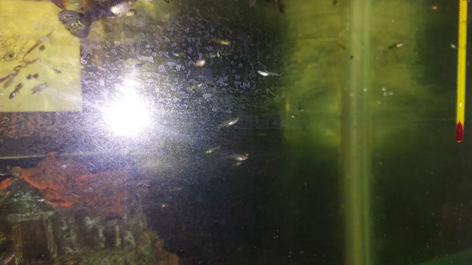 ماهی گوپی نژاد دار|ماهی|همدان, |دیوار