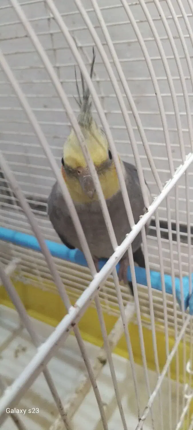 دوتا طوطی عروس نر|پرنده|رشت, سیا اسطلخ|دیوار