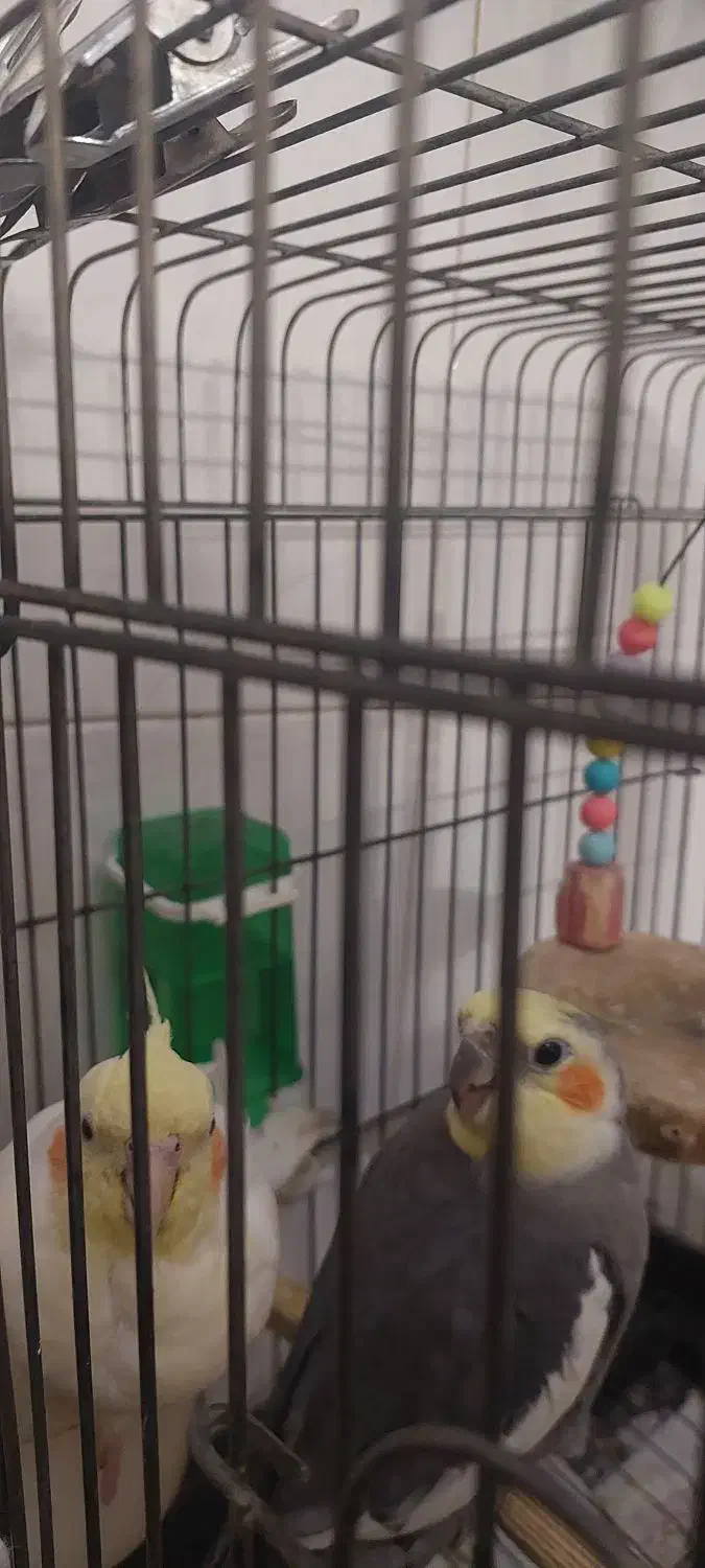 فروشی عروس هلندی|پرنده|قرچک, شهرک طلائیه|دیوار