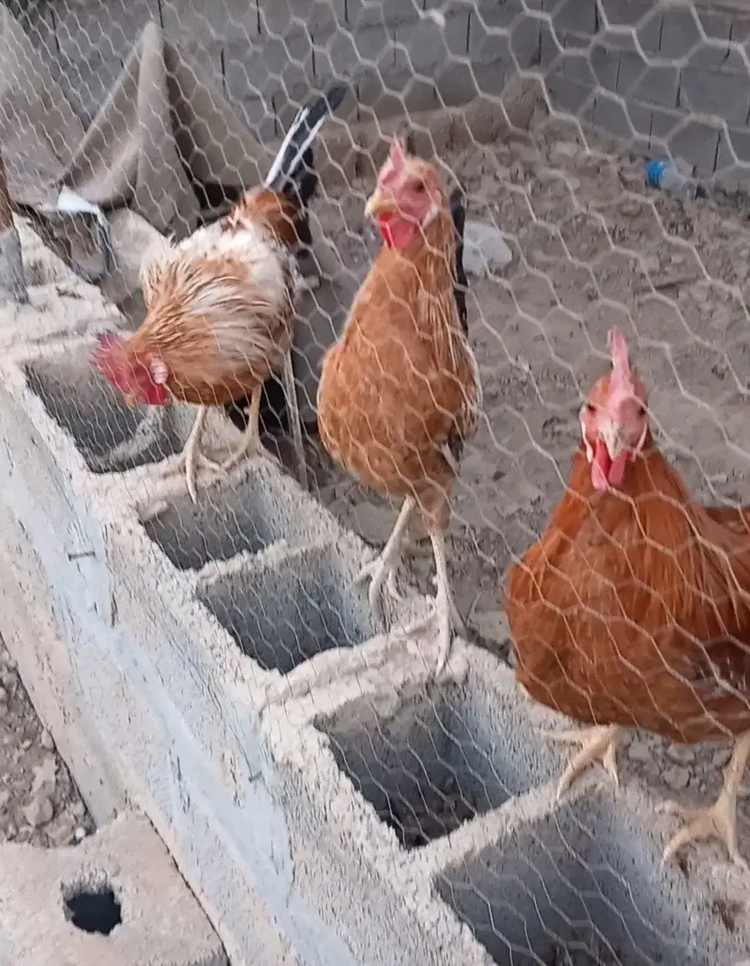 خروس عربی|حیوانات مزرعه|چمران, |دیوار