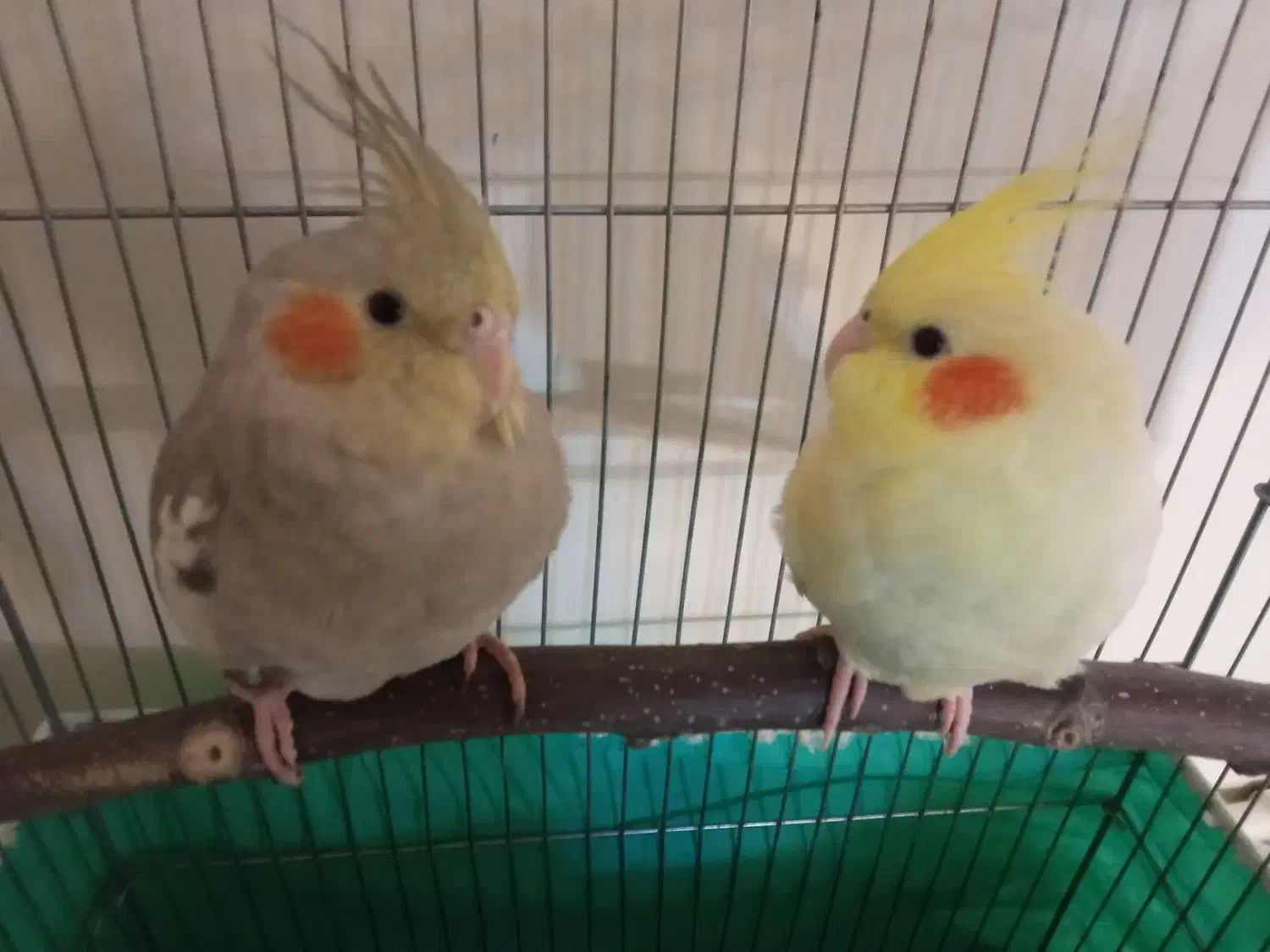 ۲عدد عروس هلندی نر|پرنده|ری, دیلمان|دیوار