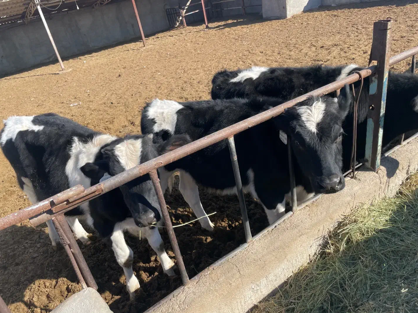 گوساله نر|حیوانات مزرعه|قیامدشت - خاورشهر, |دیوار